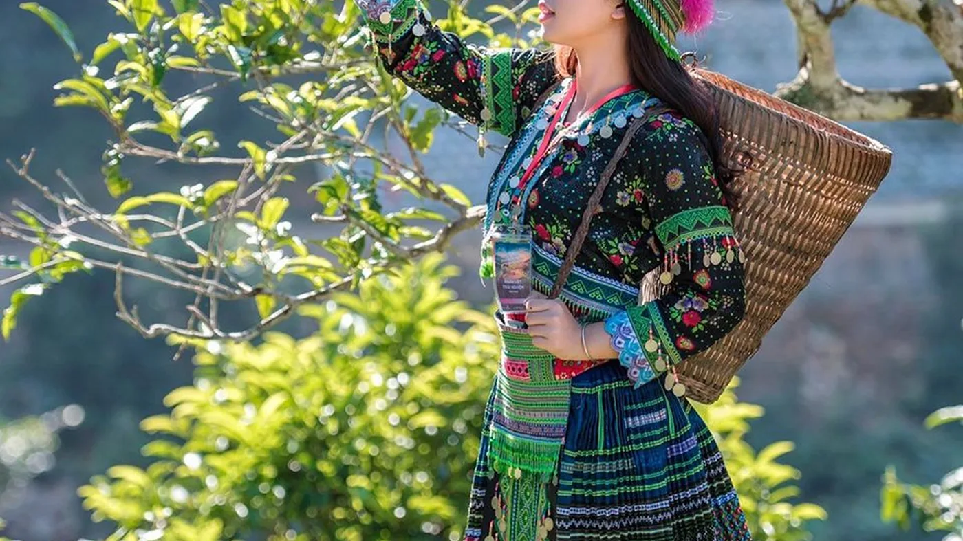 Rừng trà Shan Tuyết cổ thụ trên vùng núi cao — di sản trà Việt Đại Việt Trà Hoa